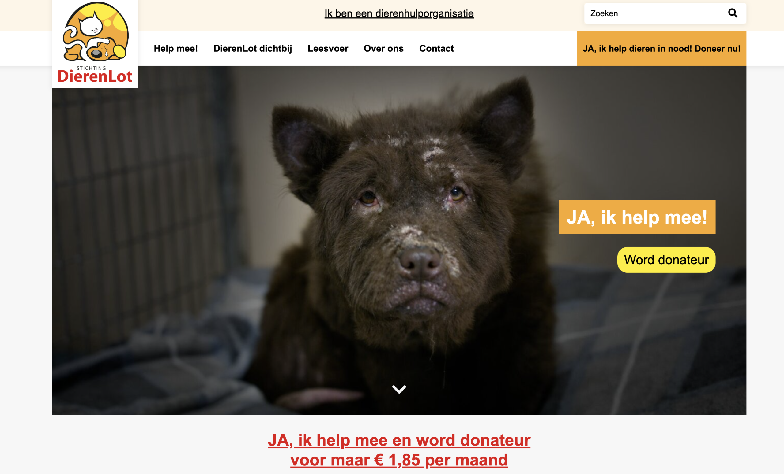 Dennis Brussaard regisseur DRTV TV commercial producent Stichting DierenLot Dier.nu donateurs werven op TV en radio Campagne Hond reclame kat